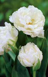 Tulpe 'Lilac Perfection' Gefüllte späte