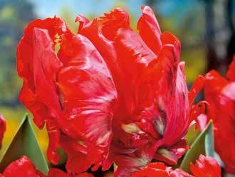 Papagei-Tulpen Fortsetzung 48608 'Flaming Parrot', bariumgelb, sehr hübsch rot 70 11 / 12 5.4 S geflammt. 48620 'Green Wave', pastellrosa, grün geflammt, 70 11 / 12 5.4 S Sport von Grönland.
