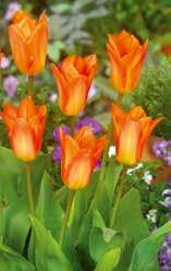 Tulipa-fosteriana-n Fortsetzung 49440 'Juan', tief orange von großer Intensität, Basis 45 11 / 12 4.1.4 M gelb.