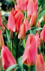 Tulipa-greigii-n Fortsetzung 50751 'Toronto', außen rosarot, innen