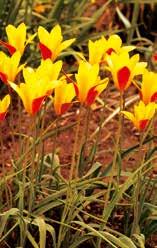51786 biflora, Zwergtulpe, weiß mit gelber Mitte. Jede Tulpe hat 2 bis 3 kleine Blüten an einem Stiel.