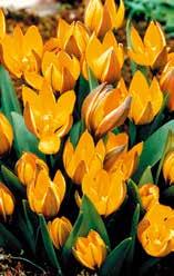 51870 dasystemon (Achtung: dieses ist nicht Tulipa tarda, die oft und fälschlich unter dem Namen T. dasystemon angeboten wird!
