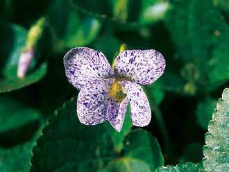 100-150 I VIII - IX Viola (Veilchen) 59208 sororia 'Albiflora', ist ein völlig winterharter, ausgezeichneter Bodenbedecker mit im Sommer stets gesundem, kräftigem, nieren- bis eiförmigem Laub.