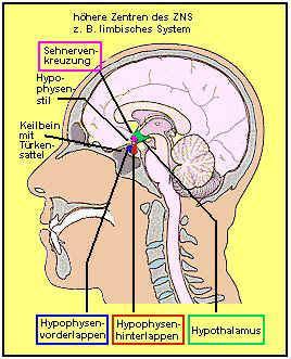 Hypothalamische / Hypophysäre Regelmechanismen Neurosekretorische Beziehung