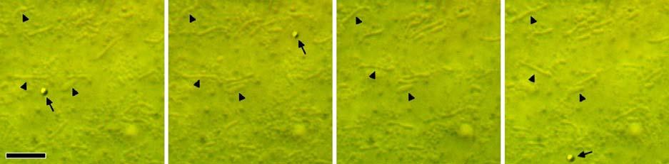 Mitochondrien Untersucht man die Algen bei höherer Vergrößerung (ab einer Apertur von ca. 1,0), so sind eine ganze Reihe von Gebilden im Zellplasma unterscheidbar.