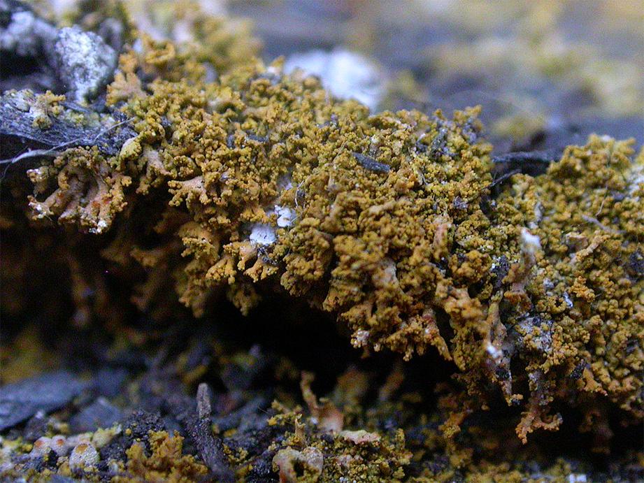 Xanthomendoza borealis colonizes nutrient rich silicate rocks.