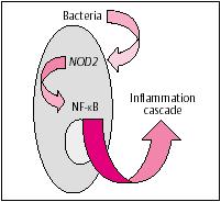 1 Chronisch entzündliche Darmerkrankungen (CED) Genetische Prädisposition und NOD2-Gen NOD2-Gen (bei ~20% der MC- Patienten mutiert) 3 NOD2-Proteine Entdecken intrazelluläre Bakterien- Bestandteile