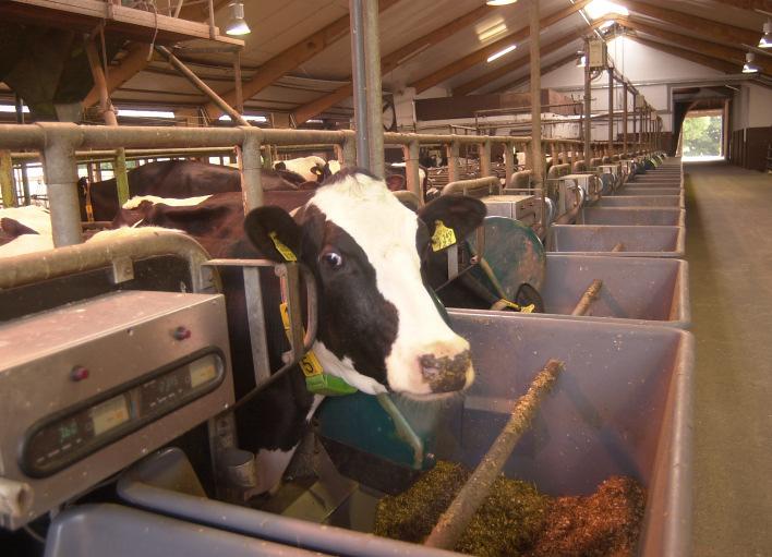 für Viehhaltung, Hofgut Neumühle untersucht, welche Auswirkungen einer Glycerinzulage in einer Gesamtmischration (TMR) auf die Futteraufnahme sowie Leistungskenngrößen zu erwarten sind.