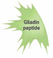 Enzyme amino acids Deamidierung (glutaminsäure glutamin) Gliadin peptides