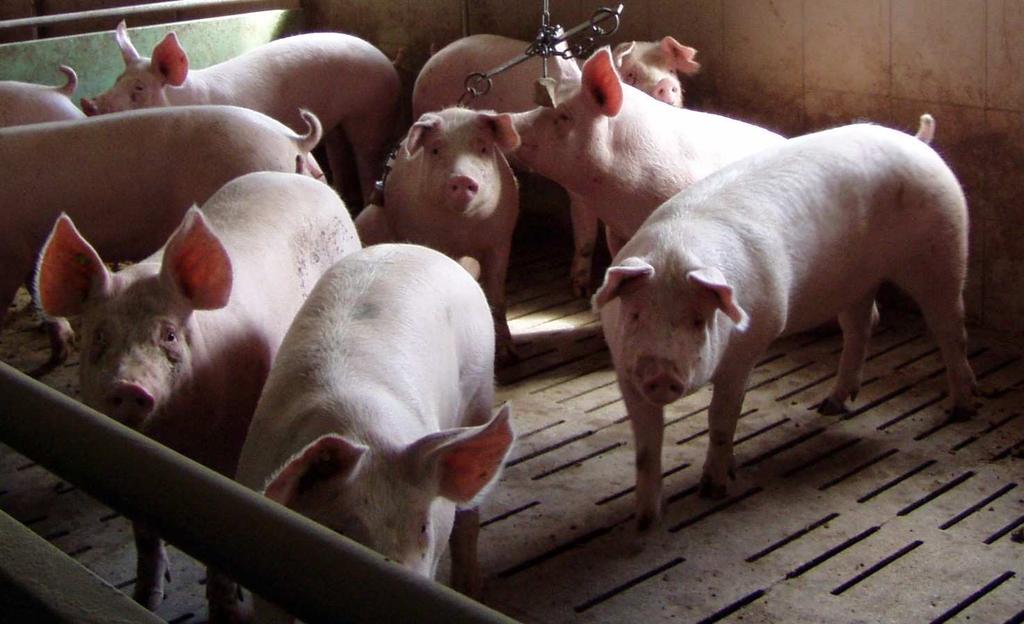 Schweine in der Stallhaltung auf Spaltenböden ohne Stroh Automatisierung der Schweinehaltung Aus Kostengründen nden wird versucht, in der Tierhaltung möglichst viel Handarbeit einzusparen.