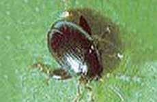Fungizid Orius Bulldock Insektizid Orius ist ein breit einsetzbares Fungizid aus der Gruppe der Triazole mit vorbeugender (protektiver) wie auch befallsstoppender (kurativer) Wirkung.