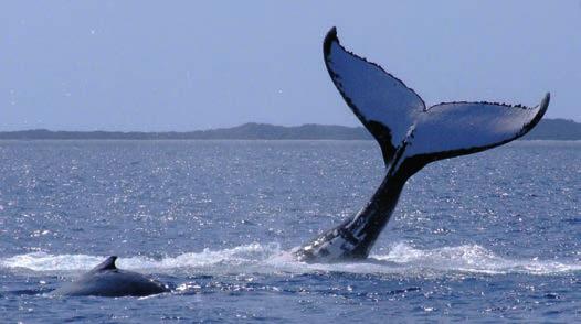 Auf North Stradbroke Island und in Byron Bay ist es auch möglich, Buckelwale von Land aus auf ihrer jährlichen Wanderung zu beobachten.