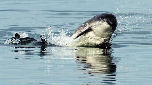 In tieferen Gewässern um die Britischen Inseln können größere Walarten wie Finn-, Sei-, und Pottwal beobachtet werden, manchmal auch seltene Schnabelwale.