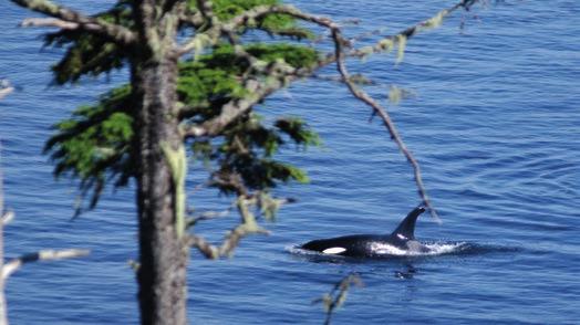 Im Norden der Insel ist weniger los, obwohl es viele Möglichkeiten gibt, die dort ansässigen Schwertwale (Northern Residents) in ihrem natürlichen Habitat zu beobachten.