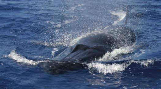 Sie sind einer der wenigen Orte der Welt, an dem Wal- und Delfinbeobachtung das ganze Jahr über möglich ist.