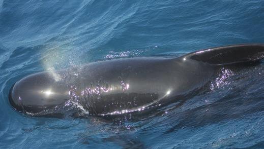 März Buckelwal Gelegentlich zu sehen: Schlankdelfin, Großer Tümmler, Ostpazifischer Delfin, Indischer Grindwal, Zügeldelfin 2-4 Stunden-Touren, mehrtägige Touren