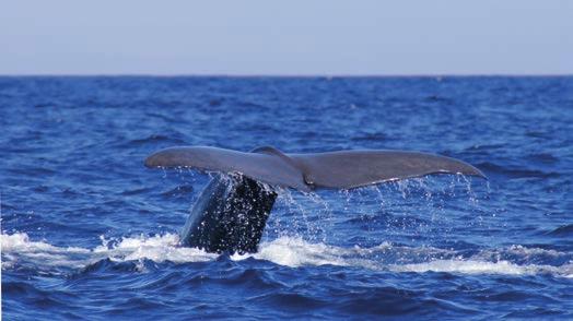 Teilweise ist es auch möglich, ihn von Land aus in den Wellen schwimmen zu sehen (Porpoise Bay an der Südlichen Spitze Neuseelands).