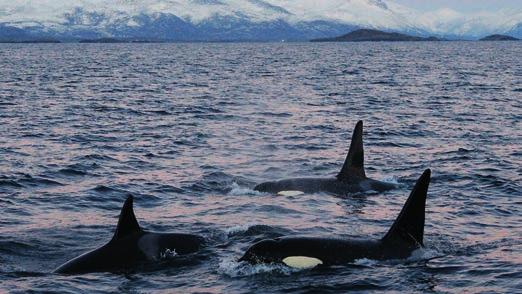 Leider findet in Norwegen noch immer Walfang statt. Hunderte Zwergwale werden in jeder Saison gejagt.