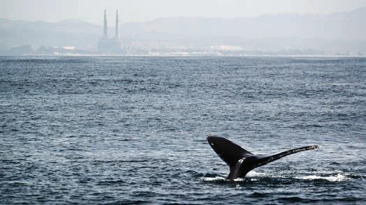 Schwertwal, Weißstreifendelfin, Großer Tümmler (das ganze Jahr) Gelegentlich zu sehen: Rundkopfdelfin, Nordatlantischer Glattwal, Dall-Hafenschweinswal, Gewöhnlicher Schweinswal 2-3 Stunden-Touren