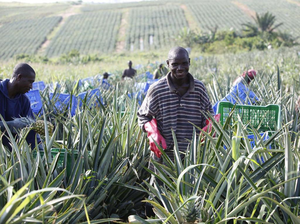 Vom Kleinproduzent zur professionellen Farm und zur Erste Fairtrade Ananasfarm Viel Land (500 ha) Erstes