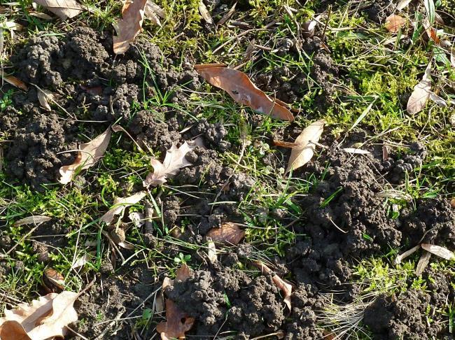 Die Flächen müssen abgetrocknet sein und die Temperaturen sollten ein Graswachstum ermöglichen. Abb. 5: Verdichtete Rasenfläche und Regenwurmhäufchen Abb.