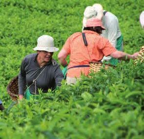 Die weitere Verarbeitung wird in der Teefabrik erledigt. Der Tee wird auf rund 850 Hektar, die im Besitz von ASSOPTHE sind, von mehr als 4.500 Kleinbauern angebaut.