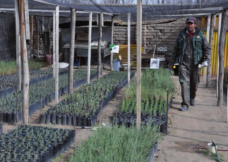 Reisebericht Bolivien Bei PROQUINAT werden Pflanzen gezüchtet, die die Quinoapflanzen schützen können.
