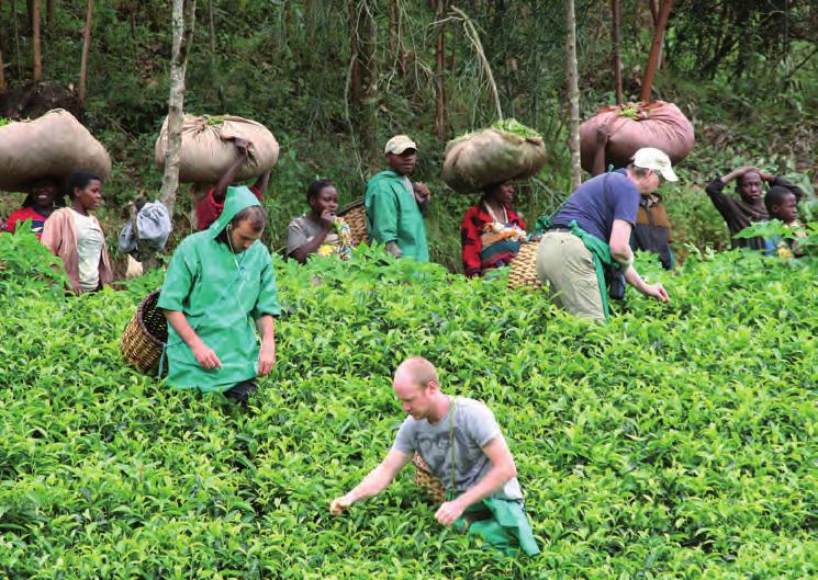 EL PUENTE GmbH Selbstversuch: Auf der RuandaReise probierten sich die Teilnehmer im Teepflücken. EL PUENTE ist von Beginn an in der Region Hildesheim verwurzelt.