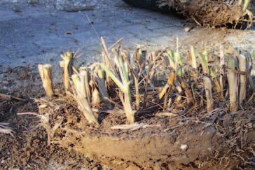 Die Neupflanzung von MiscanthusRhizomen ist vor allem im Frühjahr nach den letzten Spätfrösten (Boden- temperatur über 10 C), aber auch im Herbst möglich.