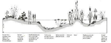 Planung Flachwasser lange Randzonen wenn möglich mehrere Teiche, Größen und Tiefen variieren tiefe Bereiche Fische