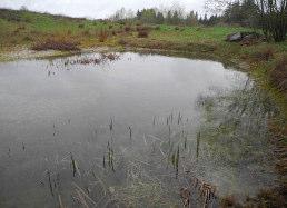 Amphibienmanagement am Beispiel der Projekte des BUND Naturschutz-Lindau