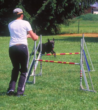 Führtechnik Belgischer Wechsel Der Hundeführer wechselt vor dem Hund die Seite und dreht sich dabei mit seiner