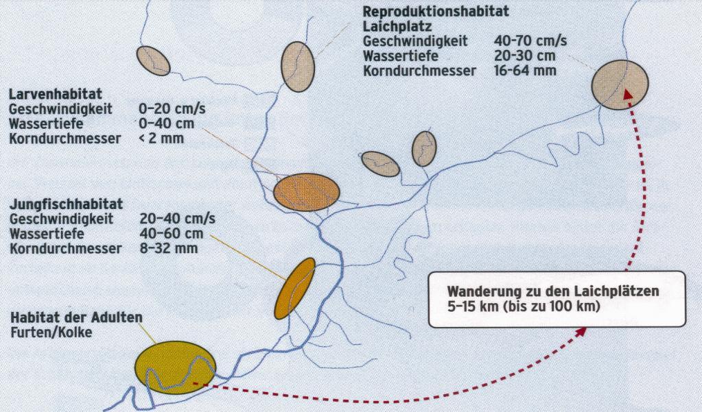 Äsche (Thymallus thymallus): Lebenszyklus