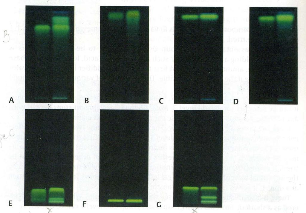 Auswahl mobile Phase Stufe 1 Beispiel Curcuma A: TBME B: Methanol C: THF D: Ethylacetat E: DCM F: Toluen G: Chloroform Gruppe A: die gewünschten Komponenten sind getrennt, die Rf-Werte sind im