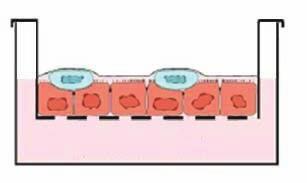 3.1.3.1 Variante 1 Zur Züchtung von Makrophagen wurden U937 Zellen in einer Konzentration von 2 x 10 5 Zellen / ml auf Inserts ausgesät und mit 60 ng/ml PMA für 24 h behandelt.