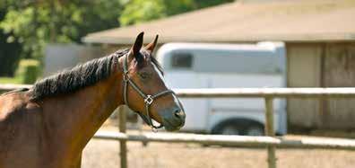 Das Glück dieser Erde zur Tierliebe die finanzielle Sicherheit Ihr Pferd ist Ihnen lieb und teuer. Daneben stellt es einen beträchtlichen Wert dar.