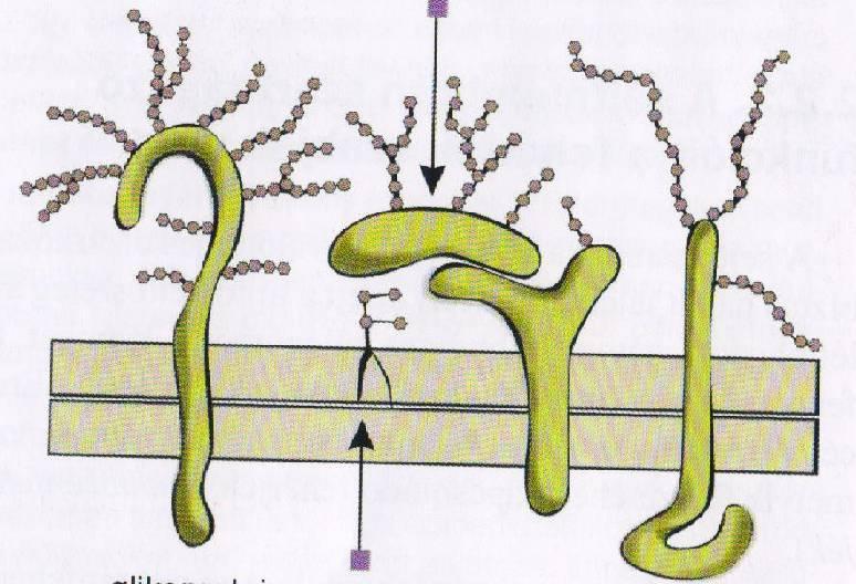 Glykokalyx An der äußeren Membranoberfläche ohne Rhuteniumrot Kurze Kohlenhydratketten auf Membranproteinen (Membranglykoproteine) auf Membranlipiden (Glykolipide) Proteoglykane: lange
