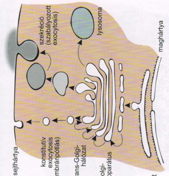 trans-golgi Apparat Golgi- Apparat rer Sekretion