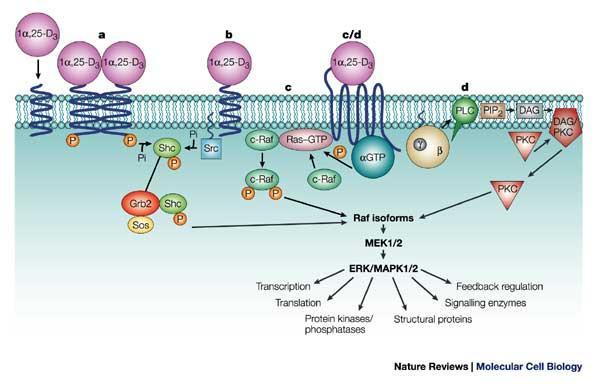 Überblick über die Funktionen der Membranproteine
