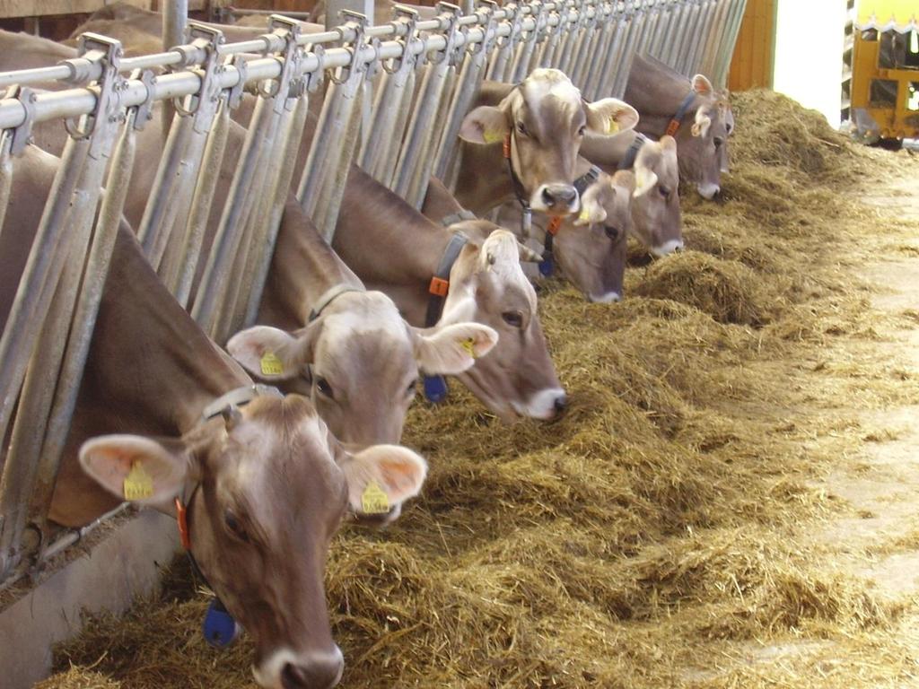 Rationsvorschläge Milchvieh Leistungsgerechte