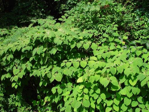 Japanischer und andere asiatische Staudenknöteriche (Reynoutria spp., Polygonum spp.) Der Japanische Staudenknöterich kann bis 3 Meter gross werden. Er bildet grosse, dichte Bestände.