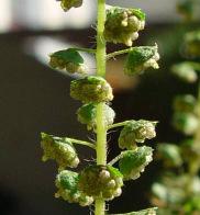 Aufrechte Ambrosie oder Traubenkraut (Ambrosia artemisiifolia) Die Ambrosie kann bis maximal 90 cm gross werden.