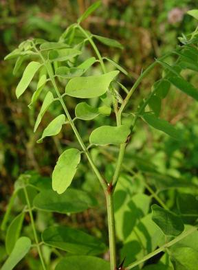 Ursprünglich aus Nordamerika wurde die Robinie wegen ihres guten und harten Holzes und ihrer Schnellwüchsigkeit oft angepflanzt. Ein junger Baum kann bereits nach 6 Jahren blühen und Samen bilden.