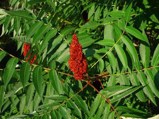 Essigbaum (Rhus typhina) Der Essigbaum stammt aus Nordamerika und wird maximal 8 m hoch. Er ist zweihäusig, d.h. es gibt männliche und weibliche Pflanzen mit den entsprechenden Blüten (Abbildung oben: weibliche Pflanze; Abbildung rechts: männliche Pflanze).
