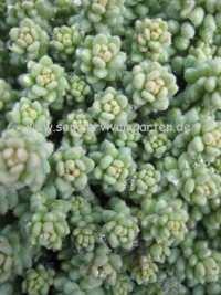 9cm Staudencontainer 3,00 Euro Sedum Opaline Sedum Sündermann Sedum dasyphyllum v.