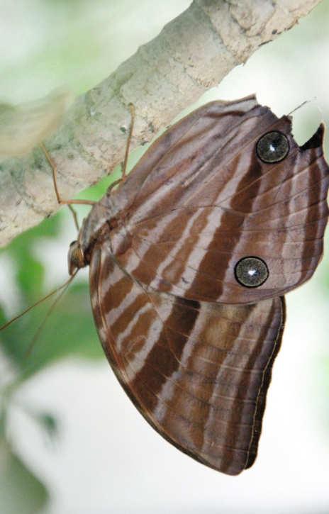 187 kann man oft sehen, dass sich, wenn Schmetterlinge verletzte und beschädigte Flügel aufweisen, die