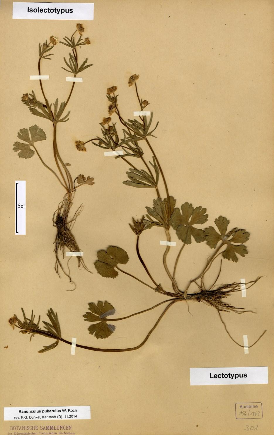 15 nicht mehr nach Zürich zurückgekehrt, die roten Typusbögen enthalten zumindest keine Belege. Lediglich im Herbarium München findet sich zwei Isosyntypen (M-6-95/264 und 6-95/265).
