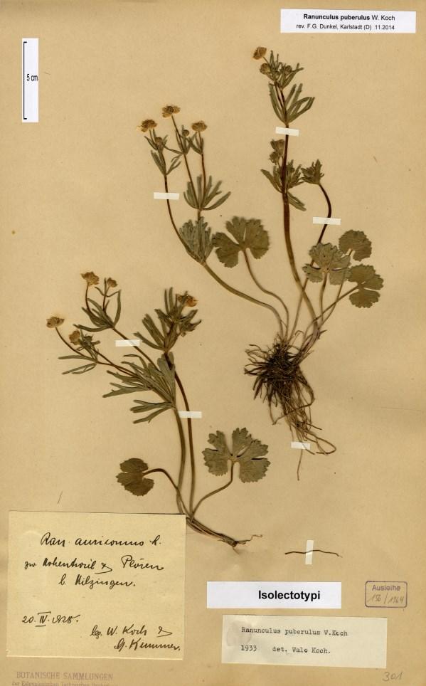 16 a b Abb. 2 Isolectotypen von Ranunculus puberulus ZT-156/1964 (a) und ZT 156/165 (b) Fig.