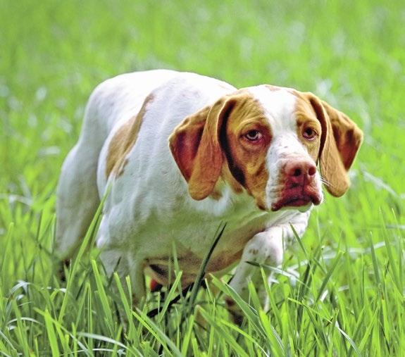 Der Braque St. Germain wird auch als Hund der Könige, König der Hunde bezeichnet. Sein Ursprung geht auf das 19.