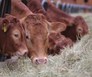 1.1 Rinder Die Rinderhaltung ist das wirtschaftlich entscheidende Standbein der schleswig-holsteinischen Tierproduktion.
